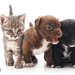 Team Page: Kitties & Puppies Against HIV